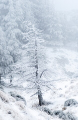 Snow Covered Atlas Cedar trees in Chelia National Park Algeria