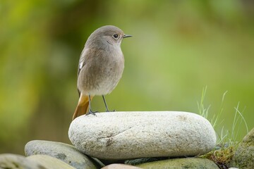  Black redstart - Phoenicurus ochruros - female on a stone near the grass.