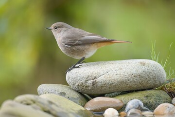 Black redstart - Phoenicurus ochruros - female on a stone by the water.