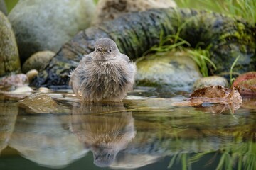  Black redstart - Phoenicurus ochruros - female resting in the water. Fluffy feathers. Reflection on the water