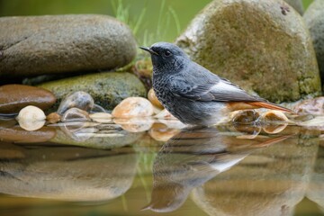  Black redstart - Phoenicurus ochruros - male in the water. Reflection on the water