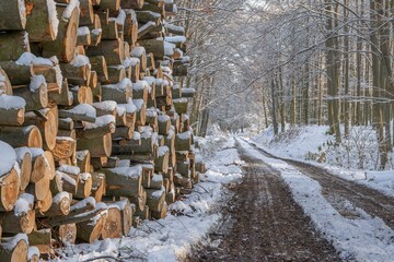  Snow-covered pile of beech logs by the forest road. Hostyn Mountains. Czech Republic. 