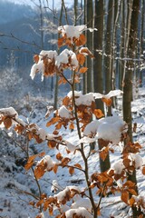Snow-covered young beech. Hostyn mountains. Czech Republic.