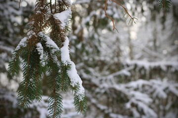 A detailed shot of a dark green pine branch heavily dusted with fresh white snow, set against a soft, blurred background of a snowy winter forest.