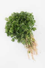 Bunch of coriander leaves on white background