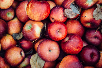 Fresh red apples in autumn harvest background