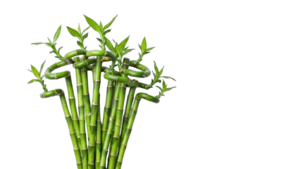 Lucky Bamboo Plant on White Background