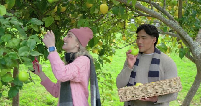 Spotting ripe apple, couple clipping apples from orchard tree using pruners, filling wicker basket