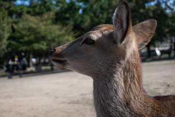 Sika deer in Nara park