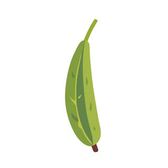Fresh green ridge gourd vegetable, isolated flat style vector illustration