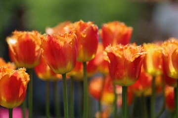 Orange Tulips, flowers, Keukenhof, close-up spring