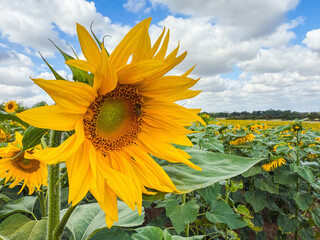 Close up of a sunflower in a meadow
