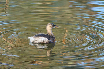Little Grebe or Dabchick (Tachybaptus ruficollis) in winter plumage swimming on a lake in open water. 