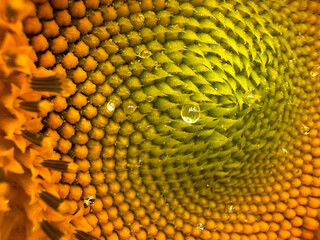 Close up of a water droplet on a sunflower head