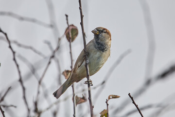 European House Sparrow, Male, (Passer domesticus) perched on a branch viewed from the front against a neutral background.