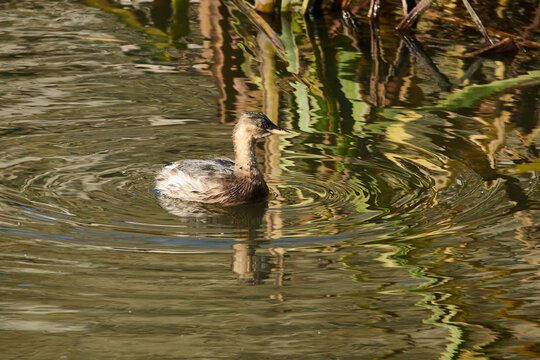 Little Grebe or Dabchick (Tachybaptus ruficollis) in winter plumage swimming on a lake with reeds behind.