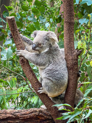 Koala sitting in a tree