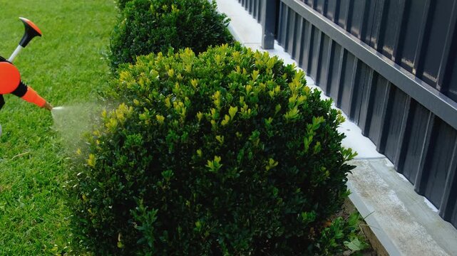 Spraying boxwood in the garden. Selective focus.