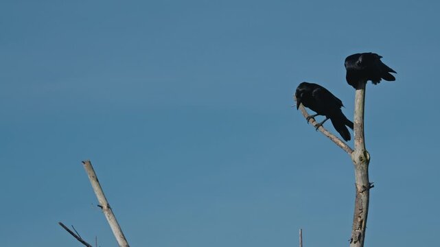 Two Crows Preening on a Bare Tree Against a Clear Sky