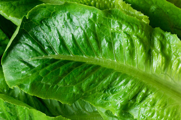 Close-up of fresh organic green cos lettuce, showing crisp texture and vibrant green leaves.