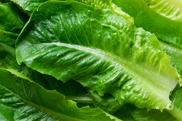 Close-up of fresh organic green cos lettuce, showing crisp texture and vibrant green leaves.