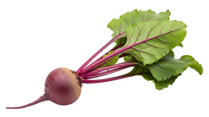 Fresh red radish with green leaves isolated on transparent background