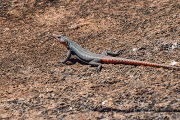 A common flat lizard on a rock in Southern Africa