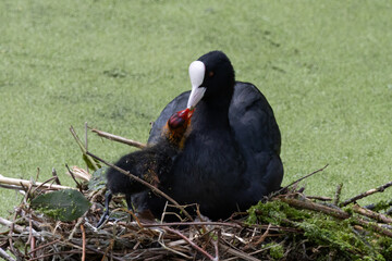 foulque macroule et son poussin © Pascal