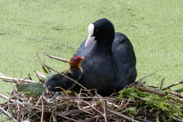 foulque macroule et son poussin