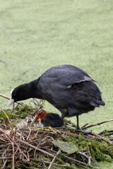 foulque macroule et son poussin