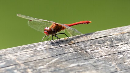 Libellule rouge