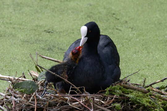 foulque macroule et son poussin