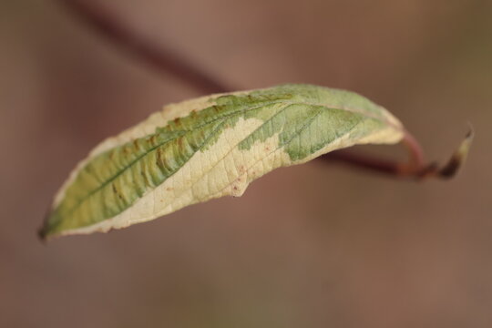 green leaf with dry mark close up  - Powered by Adobe