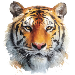 Watercolor illustration of Tiger Head, vector artwork, isolated on white background.