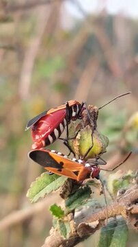 Mating cotton stainer bugs (Dysdercus cingulatus) on a plant, with sun flare.