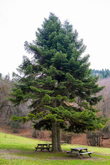 Large Evergreen Tree with Picnic Tables in a Park