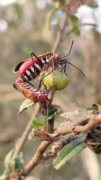 Mating cotton stainer bugs (Dysdercus cingulatus) on a plant, with sun flare.