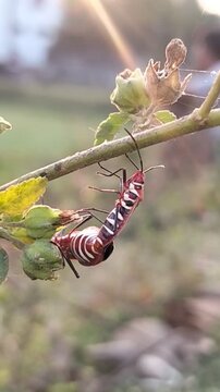 Mating cotton stainer bugs (Dysdercus cingulatus) on a plant, with sun flare.