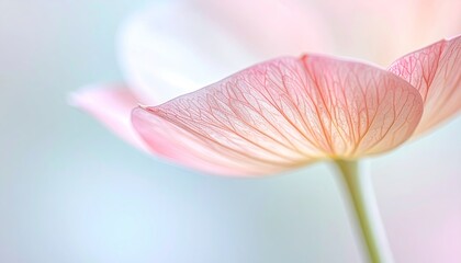 Close up of a delicate pink tulip petal backlit with soft pastel bokeh background and water droplets on petal edges gentle illumination