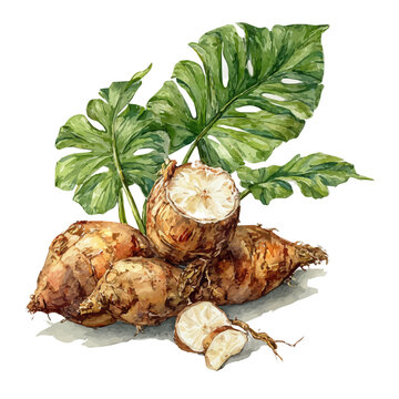 Wild Yam, watercolor illustration, vector style, isolated on a white background.