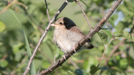 red winged blackbird