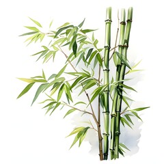 Fototapeta premium Watercolor painting of bamboo stalks with leaves on a white background