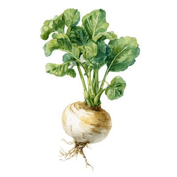 Watercolor vector illustration of Turnip Root, isolated on white background.