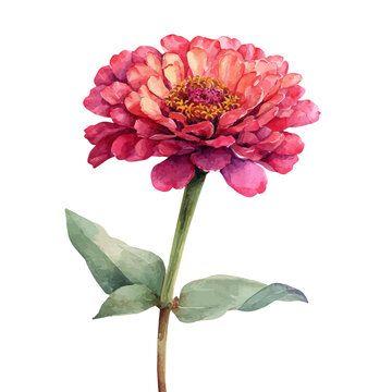 Zinnia Flower, watercolor illustration, vector style, isolated on a white background.