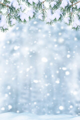 Vertical. Snowy landscape. pine trees in a winter forest.