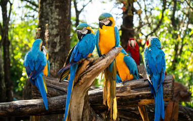 A vibrant group of Blue-and-yellow Macaws (Ara ararauna) gathers on a wooden perch, their bright plumage glowing in the forest light as they interact and preen