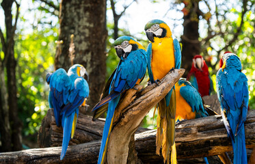 A vibrant group of Blue-and-yellow Macaws (Ara ararauna) gathers on a wooden perch, their bright plumage glowing in the forest light as they interact and preen © 光画社 (Kōgasha)