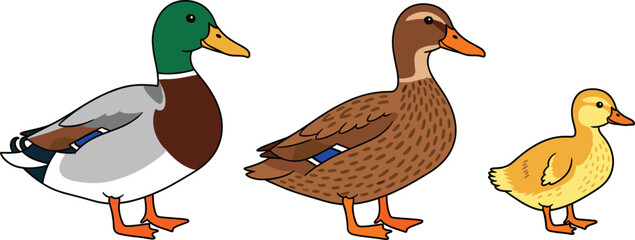 Vector Illustration of Three Domestic Ducks, Including a Male Mallard, a Female, and a Cute Yellow Duckling, Ideal for Farm Animals, Poultry, Wildlife, and Springtime Concepts.