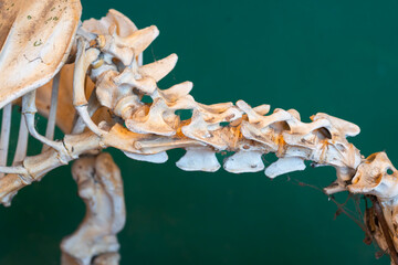 A close-up of a bird skeleton shows the delicate structure of its skull, highlighting the intricate...