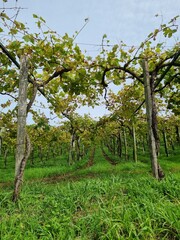 Grapes fields during winter fall autumn days